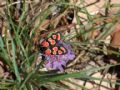 Zygaena carniolica